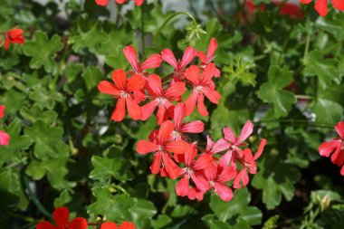 Kırmızı sardunya çiçekleri yaz mevsiminde pencere pervazında çiçek açıyor. Berlin, Almanya