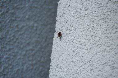 Kundakçı Pyrrhocoris apterus, Pyrrhocoridae familyasından yaygın bir böcektir. Berlin, Almanya