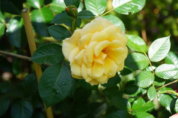 Die Kletterrose Courtyard Foxtrott Ist Eine Freiblühende Rose Die Garten — Stockfoto