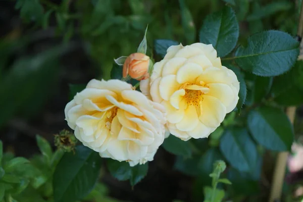 攀爬的玫瑰 Courtyardfoxtrot 是一朵自由绽放的玫瑰 在花园中发挥着特殊的作用 许多半双瓣花呈黄色 浅黄色 出现于6月至10月间 德国柏林 — 图库照片