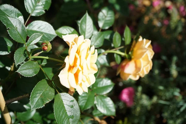 The climbing rose \'Courtyard Foxtrot\' is a free-flowering rose that plays a special role in the garden. The numerous semi-double flowers are yellow, light yellow and appear from June to October. Berlin, Germany