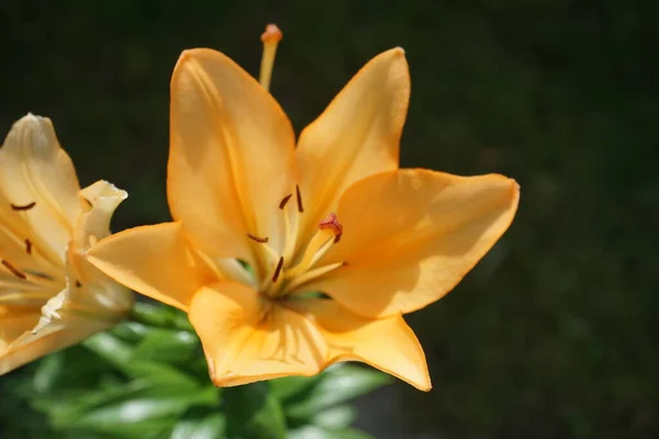 Wunderschöne Orangefarbene Lilien Juli Garten Berlin Deutschland — Stockfoto