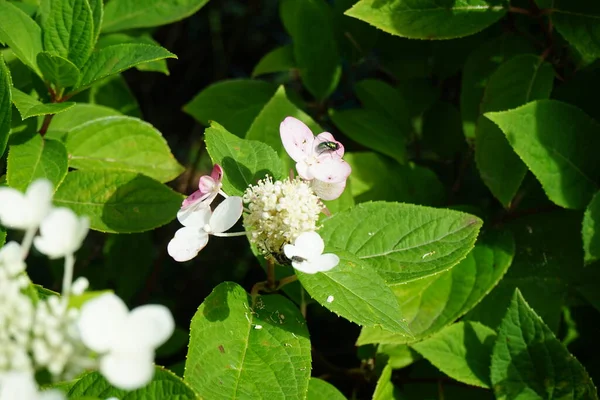 Insekten Auf Hortensie Paniculata Pinky Winky Berlin Deutschland — Stockfoto