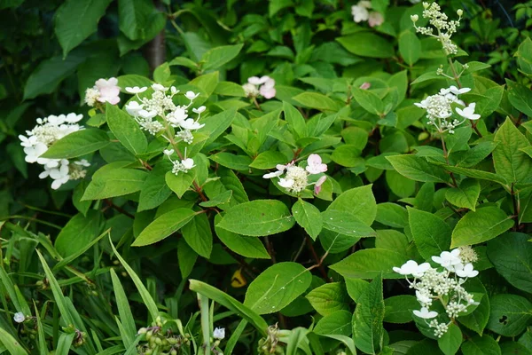 Insects Hydrangea Paniculata Pinky Winky Berlin Germany — Stock Photo, Image