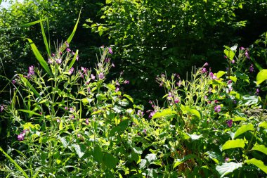 Epilobium hirsutum Temmuz ayında nehrin kıyısında çiçek açar. Berlin, Almanya