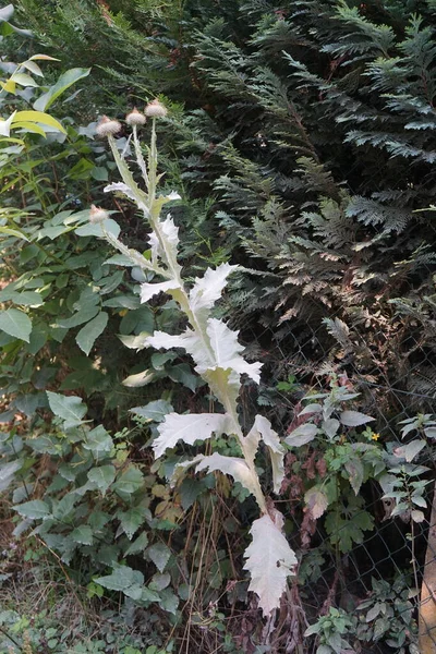 Favorite Russian Garden Designers Prickly Tartar Onopordum Acanthium Растение Является — стоковое фото