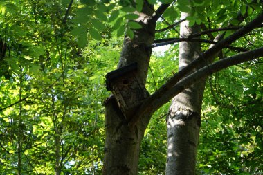Berlin 'de bir dinlenme alanındaki ağaçta kuş evi. Kaulsdorf, Berlin, Almanya 