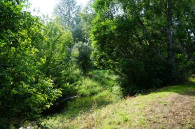 Zengin bitki örtüsüyle çevrili büyüleyici Wuhle sığ nehri. Kaulsdorf, Berlin, Almanya 
