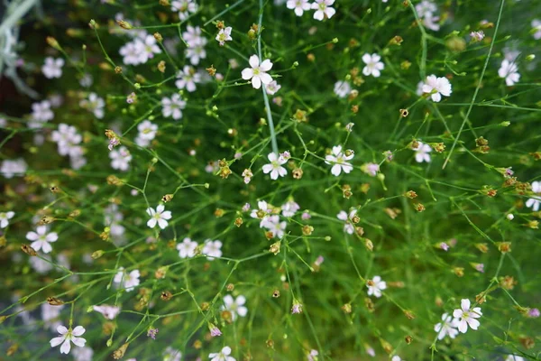 Breaded Gypsophila Gypsophila Paniculata Egy Évelő Növény Párás Nyári Virágzás — Stock Fotó