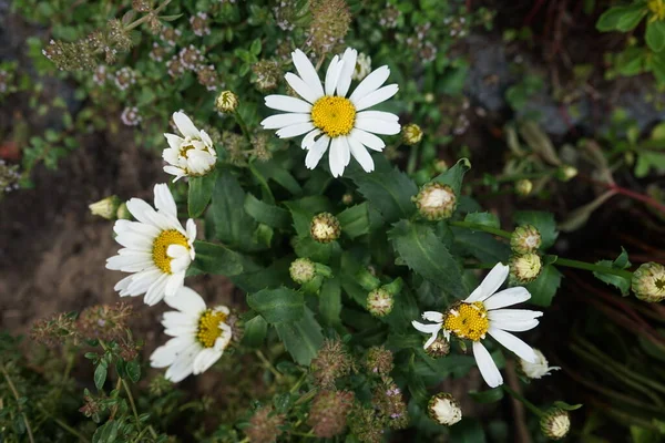 Marguerite Leucântemo Máximo Jardim Berlim Alemanha — Fotografia de Stock