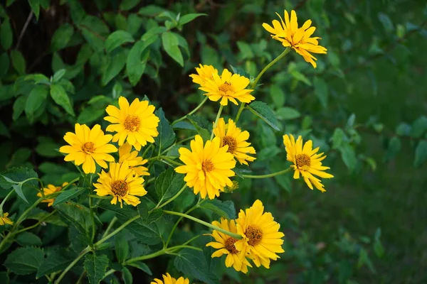 Heliopsis Jardín Junio Flores Amarillas Hasta Diámetro Berlín Alemania — Foto de Stock