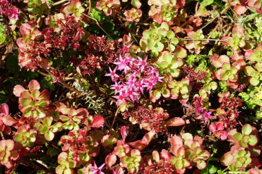 Sedum spurium 'Splendens' çok sulu ve bu yüzden çok dayanıklı ve talepsiz. Berlin, Almanya