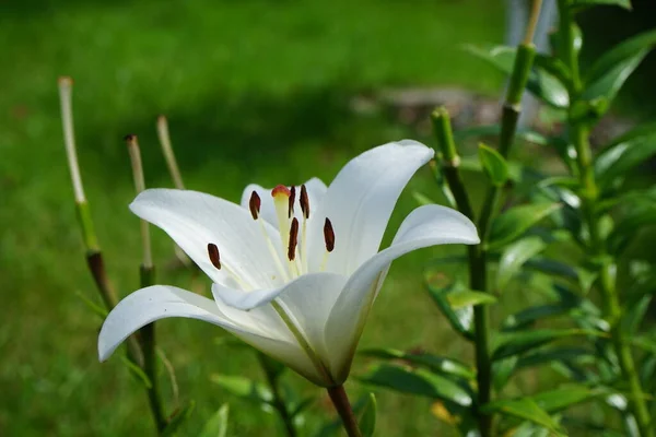 White Lily July Garden Berlin Germany — Stock Photo, Image
