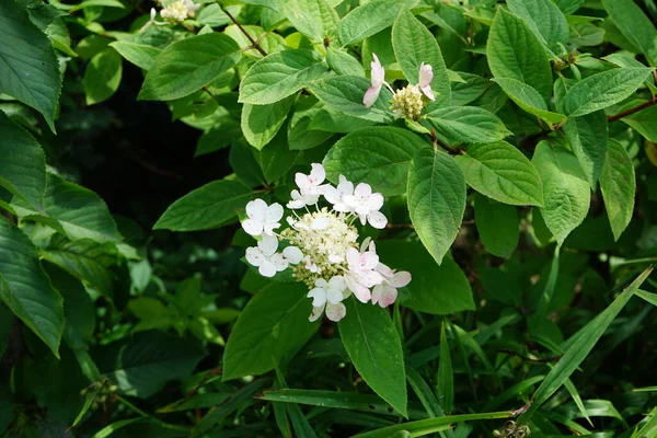 Hydrangea Paniculata Pinky Winky Has White Color Beginning Flowering Berlin — Stock Photo, Image