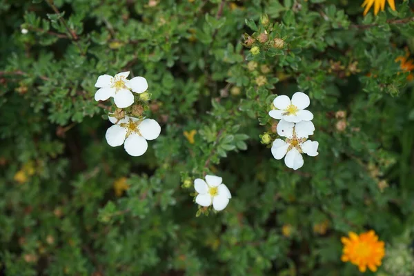 Potentilla Branca Abbotswood Jardim Berlim Alemanha — Fotografia de Stock