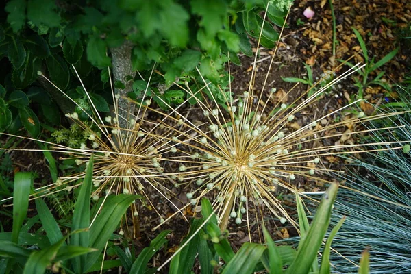 Graines Sur Allium Schubertii Inflorescences Fin Juillet Dans Jardin Berlin — Photo