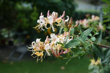 Temmuzda açan Lonicera periclymenum bahçede bir pergola üzerinde. Berlin, Almanya