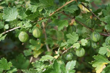 Temmuz 'da bahçede yeşil bektaşi üzümü. Berlin, Almanya