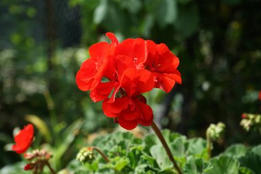 Kırmızı sardunya, temmuzda saksılarda çiçek açar. Berlin, Almanya