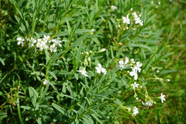 Bahçede Cerastium bitkisinin beyaz çiçekleri. Berlin, Almanya