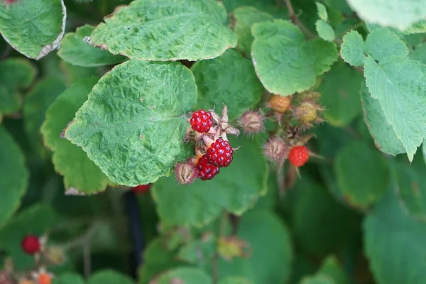 일본의 라즈베리 기둥인 포에니 Rubus Phoenicolasius 라즈베리 달콤하고 맛있는 과일이 — 스톡 사진