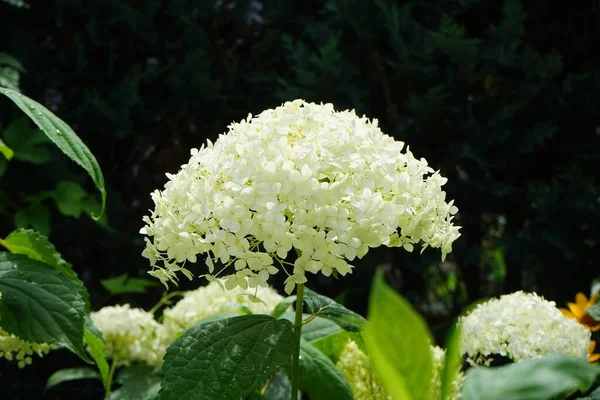 Hortênsia Macrófila Jardim Berlim Alemanha — Fotografia de Stock