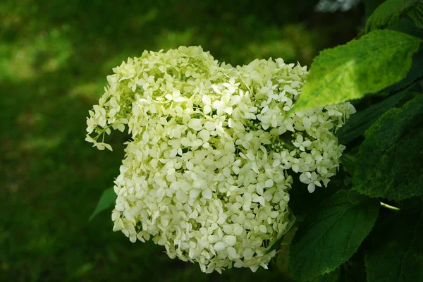 정원에 Hydrangea Macrophylla 입니다 베를린 — 스톡 사진