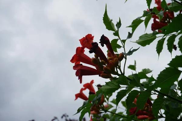 Campsis Radicans Een Plant Uit Grassenfamilie Bignoniaceae Berlijn Duitsland — Stockfoto