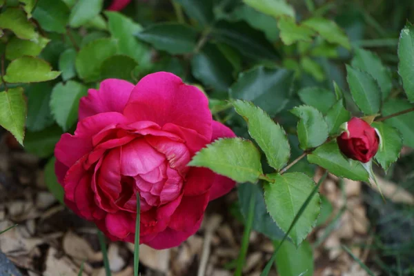 Hermosa Rosa Roja Jardín Berlín Alemania —  Fotos de Stock