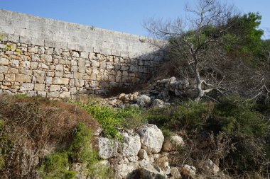 Malta 'nın eşsiz bitki örtüsü. L-Ahrax, Mellieha, Malta 
