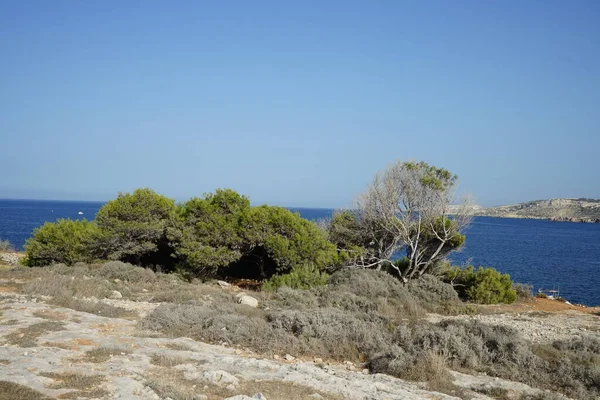 Orillas Rocosas Vegetación Única Costa Ahrax Ahrax Mellieha Malta —  Fotos de Stock