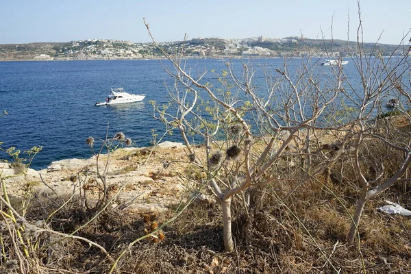 L-Ahrax sahil şeridinde kayalık kıyılar ve eşsiz bitki örtüsü. L-Ahrax, Mellieha, Malta  