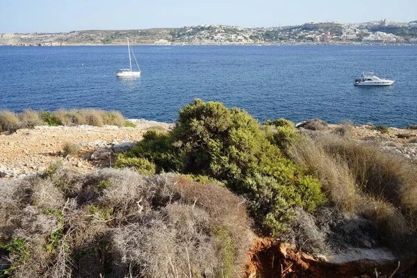 L-Ahrax sahil şeridinde kayalık kıyılar ve eşsiz bitki örtüsü. L-Ahrax, Mellieha, Malta  