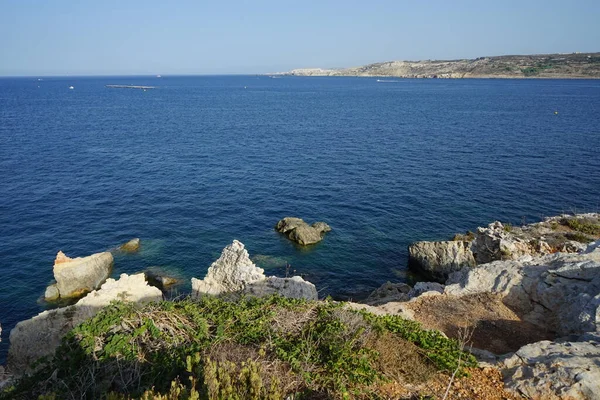 ロッキーの海岸線とL Ahlax海岸線のユニークな植生 Ahlax Mellieha マルタ — ストック写真