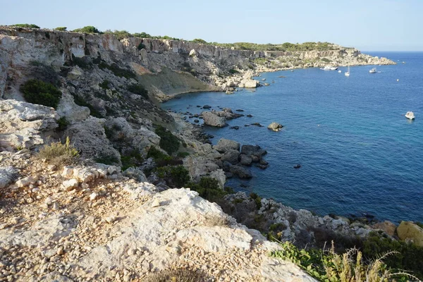 Côtes Rocheuses Végétation Unique Sur Littoral Ahrax Ahrax Mellieha Malte — Photo