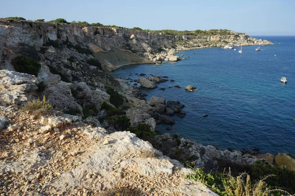 ロッキーの海岸線とL Ahlax海岸線のユニークな植生 Ahlax Mellieha マルタ — ストック写真