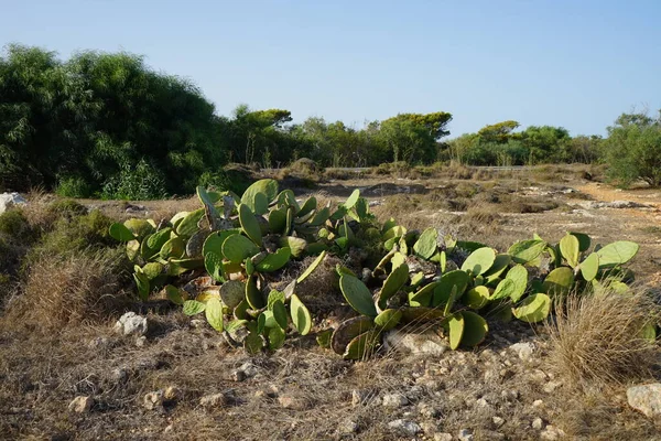 Cactus Silvestres Con Frutos Comestibles Ahrax Mellieha Malta — Foto de Stock