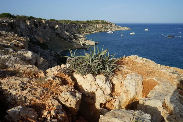 L-Ahrax sahil şeridinde kayalık kıyılar ve eşsiz bitki örtüsü. L-Ahrax, Mellieha, Malta  