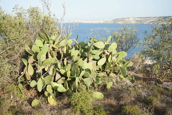  Yenebilir meyveli yabani kaktüsler. L-Ahrax, Mellieha, Malta  