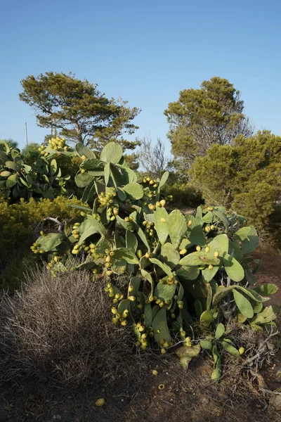 食用果物と野生の成長サボテン Ahlax Mellieha マルタ — ストック写真