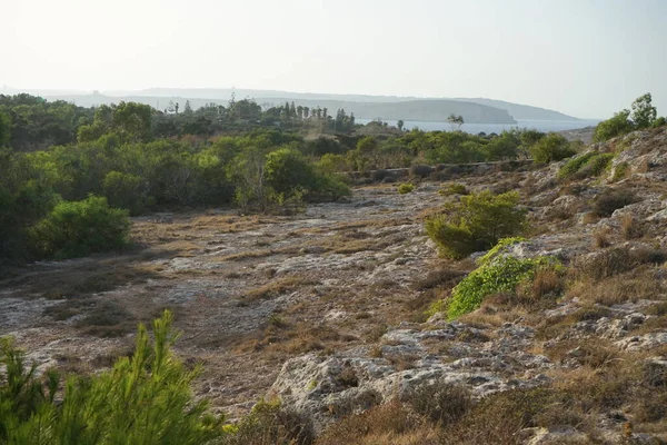 L-Ahrax sahil şeridinde kayalık kıyılar ve eşsiz bitki örtüsü. L-Ahrax, Mellieha, Malta 