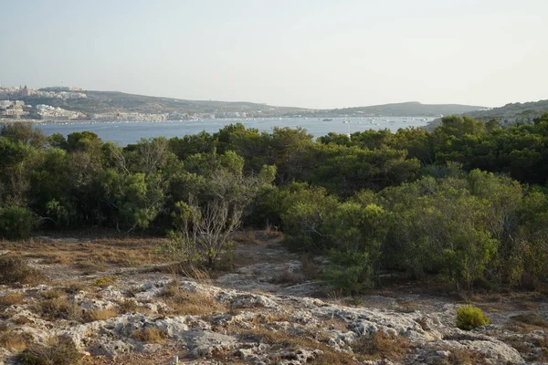 L-Ahrax sahil şeridinde kayalık kıyılar ve eşsiz bitki örtüsü. L-Ahrax, Mellieha, Malta 