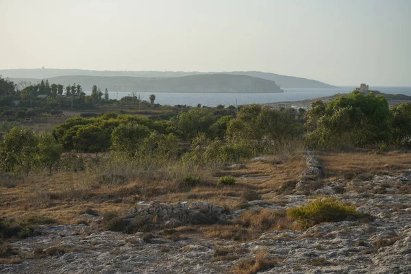 Rocky Shores Unique Vegetation Ahrax Coastline Ahrax Mellieha Malta — Stock Photo, Image