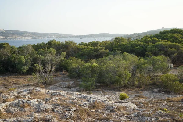 L-Ahrax sahil şeridinde kayalık kıyılar ve eşsiz bitki örtüsü. L-Ahrax, Mellieha, Malta 
