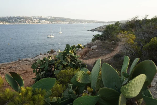  Yenebilir meyveli yabani kaktüsler. L-Ahrax, Mellieha, Malta  