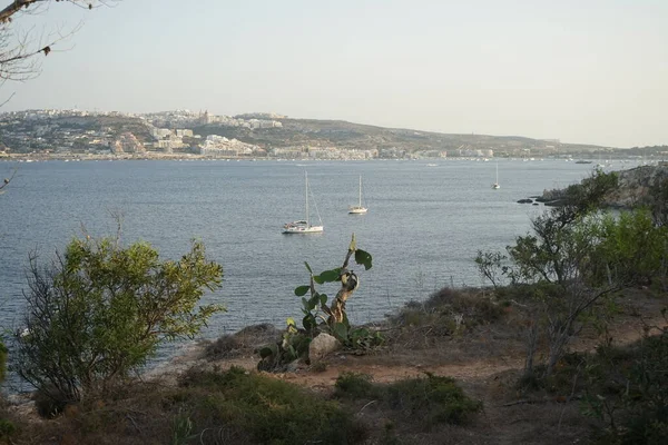 L-Ahrax sahil şeridinde kayalık kıyılar ve eşsiz bitki örtüsü. L-Ahrax, Mellieha, Malta 