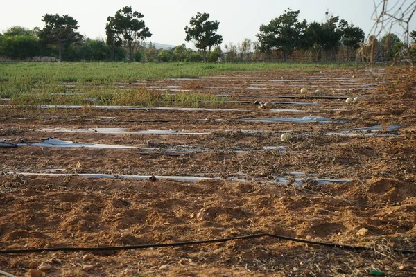 Ağustosta sebze bahçeleri. Marfa, Mellieha, Malta 