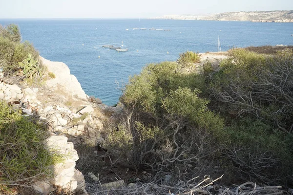 Côtes Rocheuses Végétation Unique Sur Littoral Ahrax Ahrax Mellieha Malte — Photo