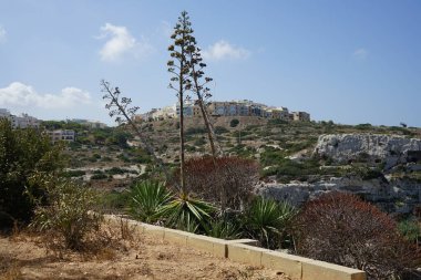 Malta 'nın Mellieha şehrinde gökyüzüne karşı güzel agaveler.