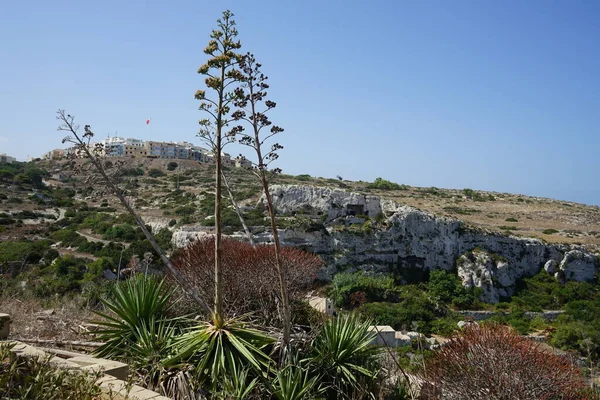 Hermosos Agaves Contra Cielo Ciudad Mellieha Malta — Foto de Stock